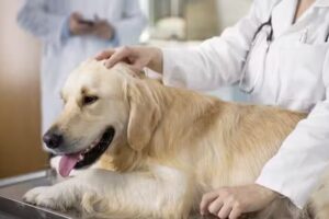 Veterinaria del Centro Dr Elizaincin