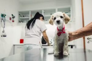 Veterinaria del Interior