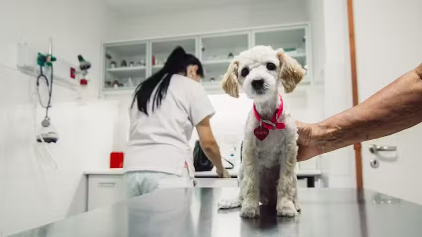 Veterinaria del Interior