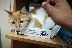 Veterinaria Del Lago