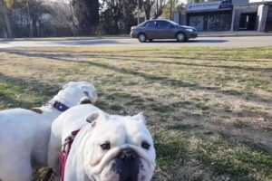 Veterinaria Del Libertador Norte