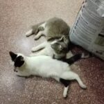 Veterinaria Del Oeste