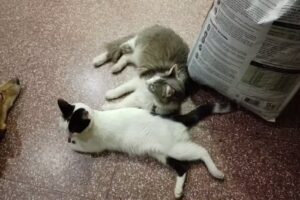 Veterinaria Del Oeste