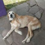 Veterinaria Del Parque