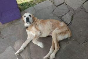 Veterinaria Del Parque