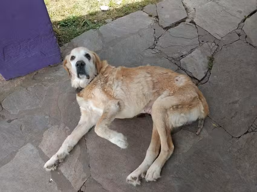 Veterinaria Del Parque