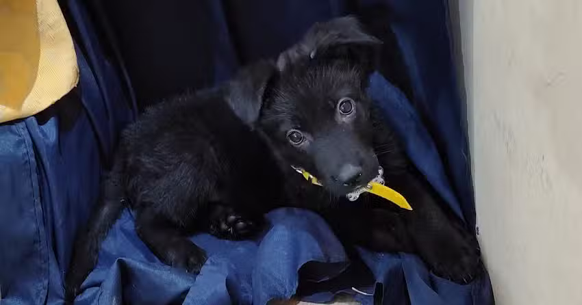 Veterinaria Del Sur