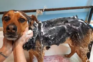 VETERINARIA DINAMITA Y VOLADOR