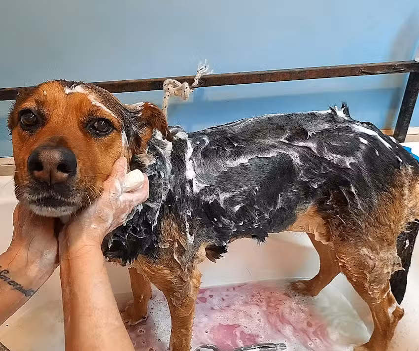 VETERINARIA DINAMITA Y VOLADOR