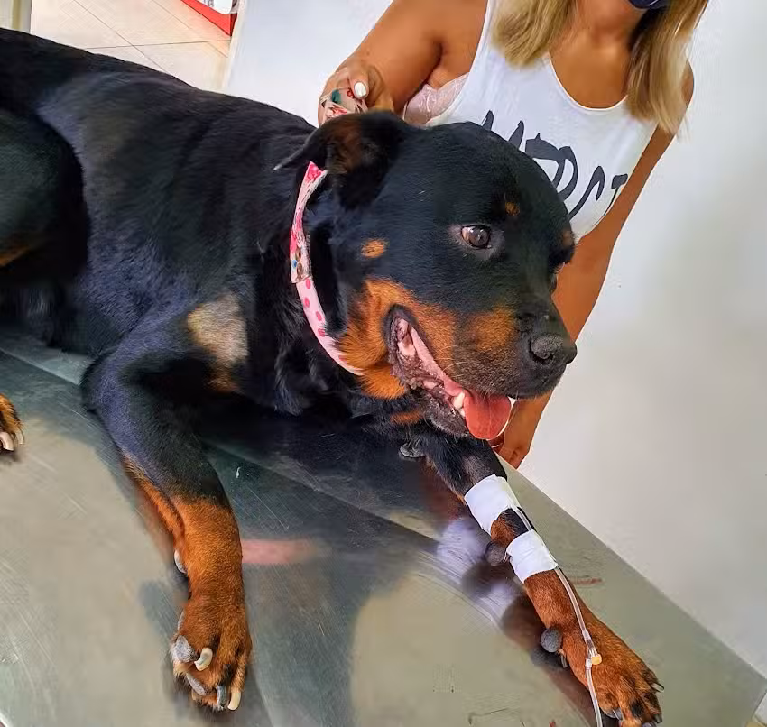 Veterinaria Dingo