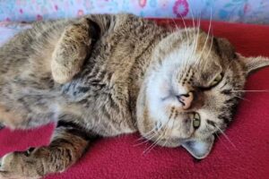 Veterinaria Doctor Priotto