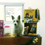 Veterinaria Don Bosco