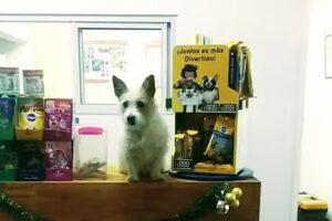 Veterinaria Don Bosco