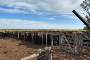 Veterinaria DON EDUARDO