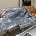 Veterinaria Don Luis
