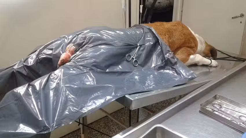 Veterinaria Don Luis