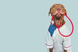 Veterinaria Dorothea de Claudia K Martinez