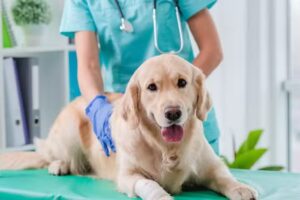 Veterinaria Dr. Arca