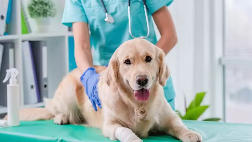 Veterinaria Dr. Arca