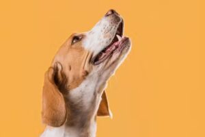 Veterinaria Dr. Canelo