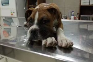 Veterinaria Dr. de la Torre