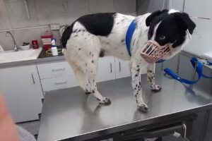 Veterinaria Dr. Ezequiel Barrera