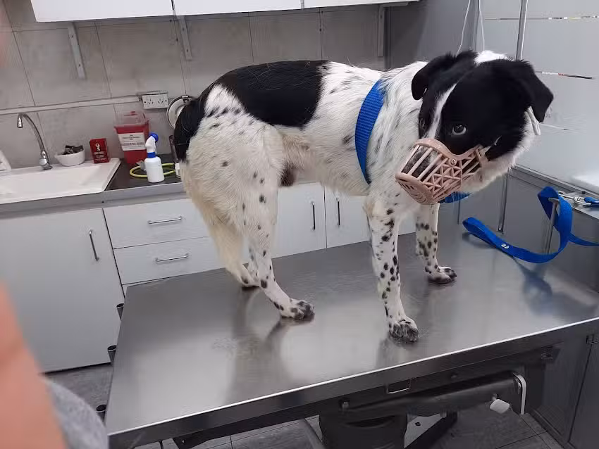 Veterinaria Dr. Ezequiel Barrera