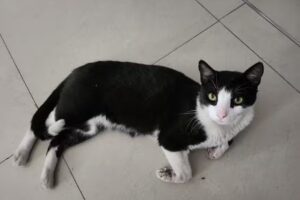 VETERINARIA Dr. Fernandez Lujan