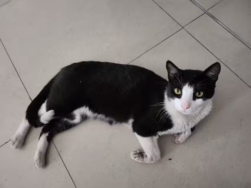 VETERINARIA Dr. Fernandez Lujan