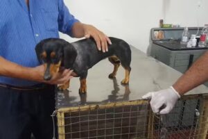 Veterinaria Dr. Hurtado