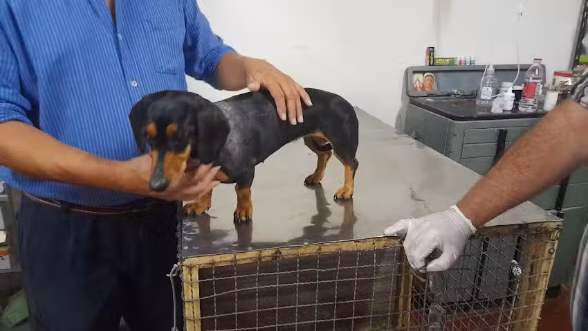 Veterinaria Dr. Hurtado