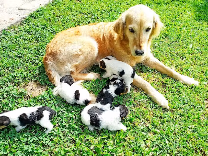 Veterinaria Dr. Leone