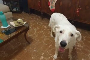 Veterinaria Dr Lipari