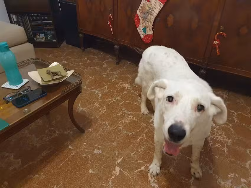 Veterinaria Dr Lipari