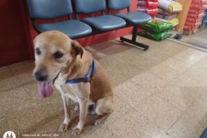 Veterinaria Dr. Miguel Arias