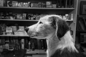 Veterinaria Dr. Moreno