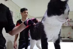 Veterinaria Dr. Oscar Roberto Garcia