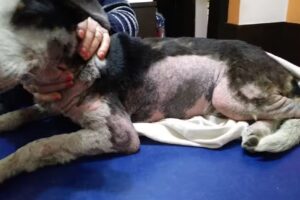 Veterinaria dr:Osvaldo Martinez/Claudia Valdez