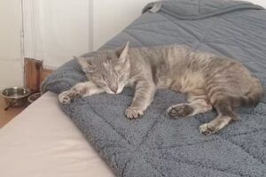 Veterinaria Dr. Rossano