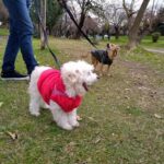 Veterinaria Dr Schuller