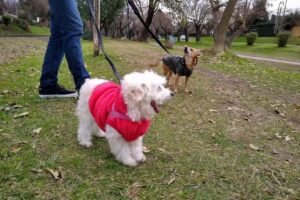 Veterinaria Dr Schuller