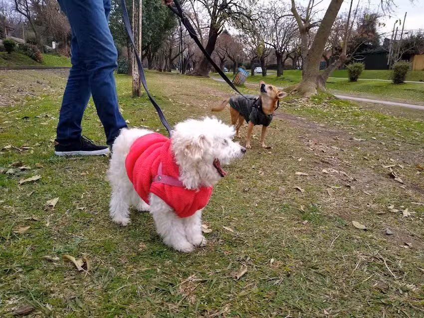 Veterinaria Dr Schuller