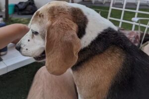 Veterinaria Dr. Silvia Sutera