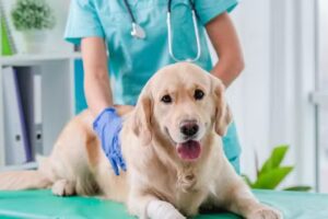 Veterinaria Dra Andrea