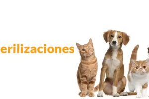 Veterinaria Dra.Carla Platania