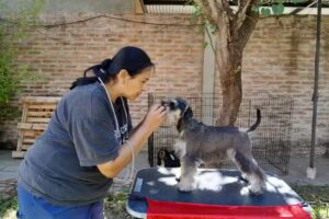 Veterinaria Dra Claudia