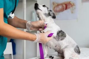 Veterinaria Dra. Daniela Barrientos