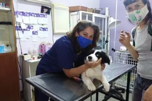 Veterinaria Dra. Jorgelina Barrera