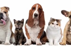 Veterinaria Dra. Laura Miranda