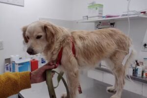 Veterinaria Dra. Maria Rosa Marrese